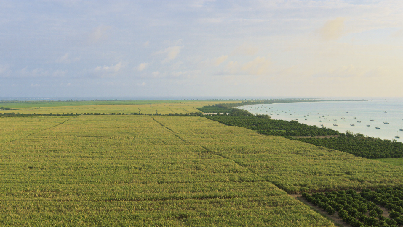 Corozal