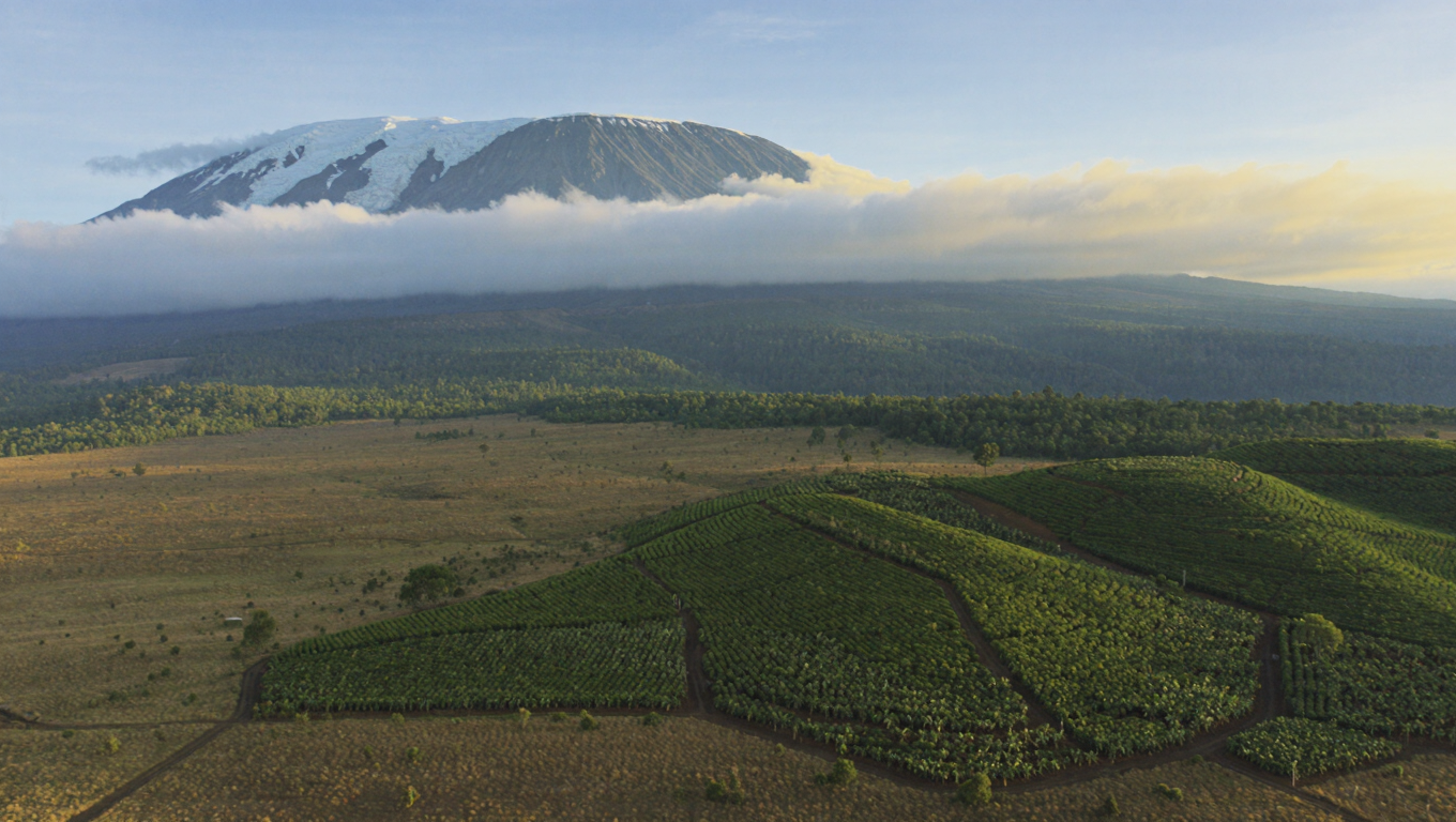 Kilimanjaro